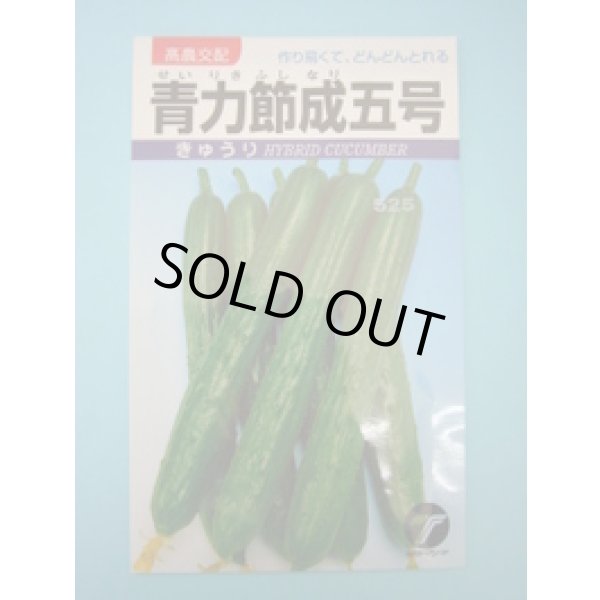 画像1: 送料無料　[キュウリ]　青力節成五号　1.3ml　(株)タカヤマシード (1)