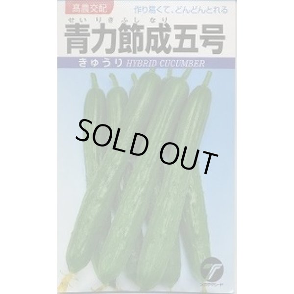 画像1: 送料無料　[キュウリ]　青力節成五号　20ml(株)タカヤマシード (1)