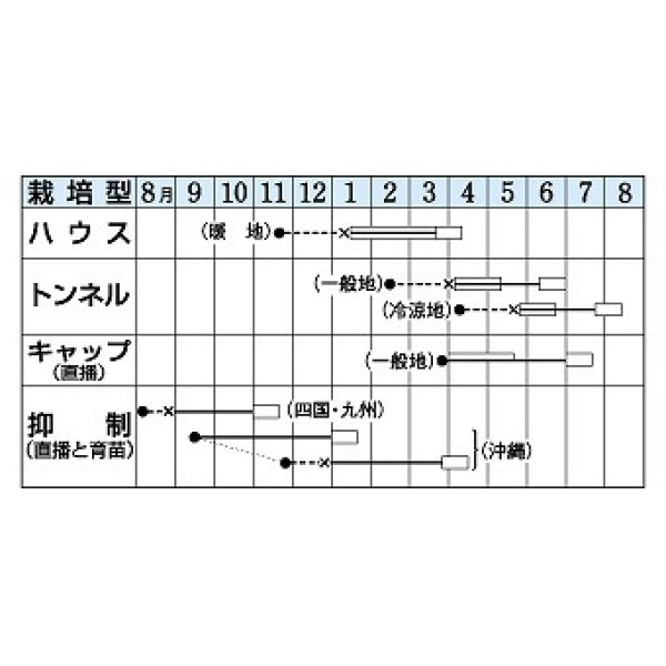 画像3: [かぼちゃ]　栗えびす　100粒　タキイ種苗（株） (3)