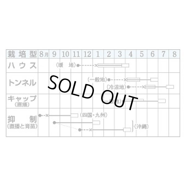 画像3: 送料無料　[かぼちゃ]　栗えびす　100粒　タキイ種苗(株) (3)