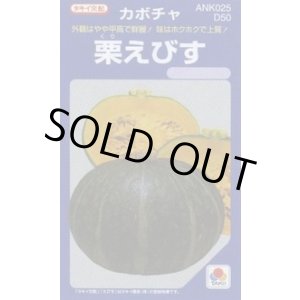 画像: 送料無料　[かぼちゃ]　栗えびす　100粒　タキイ種苗(株)