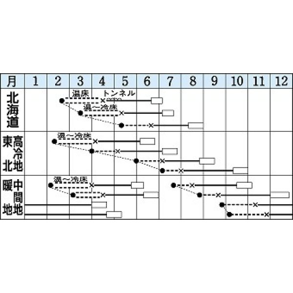 画像3: [キャベツ]　北ひかり　1.8ｍｌ　タキイ種苗（株）　DF (3)