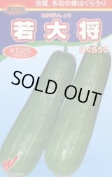 画像: 送料無料　[瓜類]　青はぐらうり　若大将　17粒　渡辺農事（株）