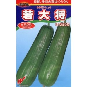 画像: 送料無料　[瓜類]　青はぐらうり　若大将　17粒　渡辺交配
