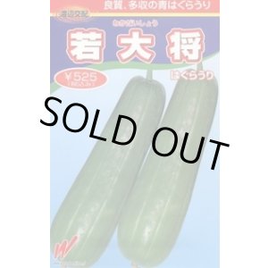 画像: 送料無料　[瓜類]　青はぐらうり　若大将　17粒　渡辺農事（株）