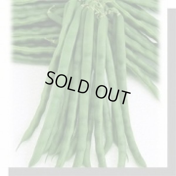 画像2: 送料無料　[いんげん]　鴨川グリーン　30ml　ヴィルモランみかど（株） (2)