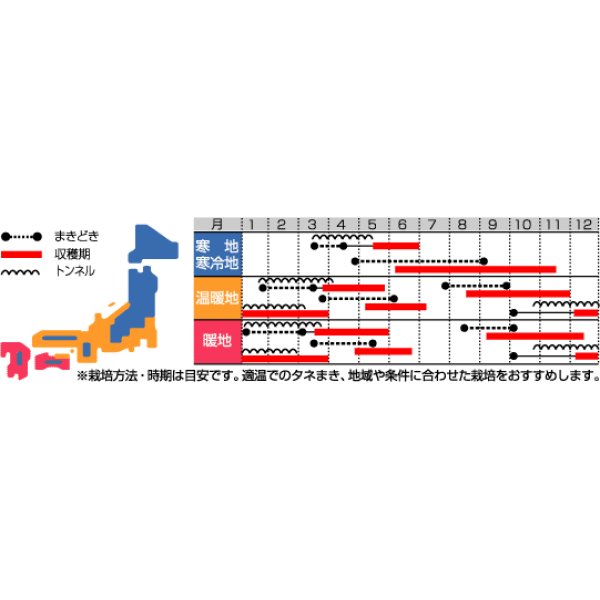 画像3: [かぶ]　あやめ雪　10ｍｌ　サカタ交配　 (3)