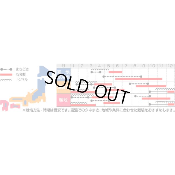 画像4: 送料無料　[かぶ]　あやめ雪　約600粒　(株)サカタのタネ　実咲450（003100） (4)