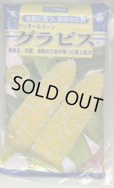 画像: [とうもろこし]　グラビス　2000粒　雪印種苗（株）
