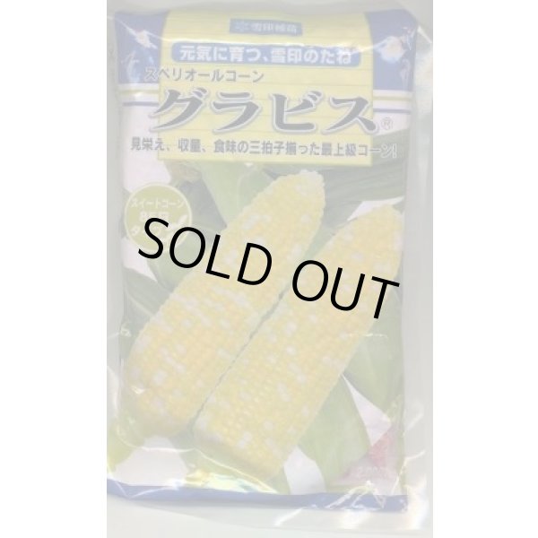 画像1: [とうもろこし]　グラビス　2000粒　雪印種苗（株） (1)