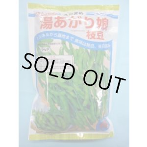 画像: [枝豆]　湯あがり娘　2000粒　カネコ種苗（株）