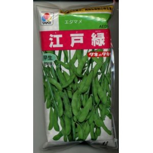 画像: [枝豆]　江戸緑枝豆　1L　タキイ種苗