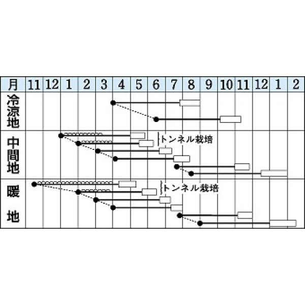 画像2: [シーダー種子]　人参　DR・カロテン 　1粒×6cm間隔　 (2)