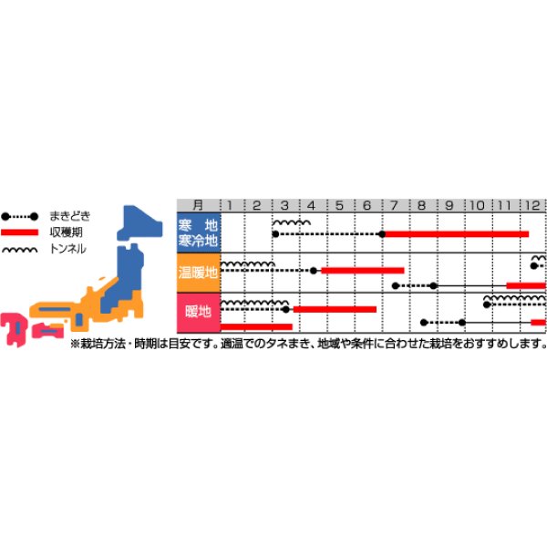 画像3: [シーダー種子]　にんじん　ベーターリッチ　1粒×6cm間隔　 (3)