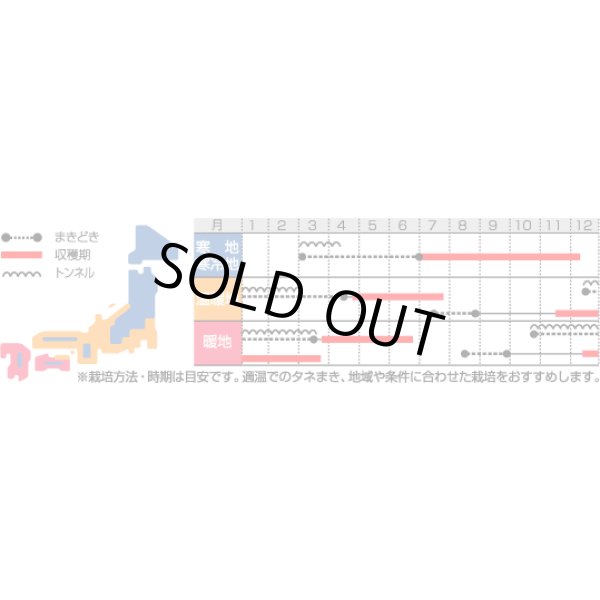 画像3: [シーダー種子]　にんじん　ベーターリッチ　1粒×6cm間隔 (3)