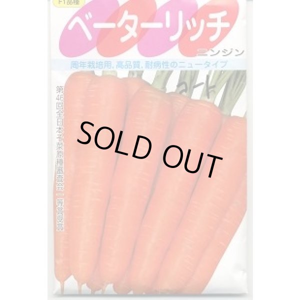 画像2: [シーダー種子]　にんじん　ベーターリッチ　1粒×6cm間隔 (2)