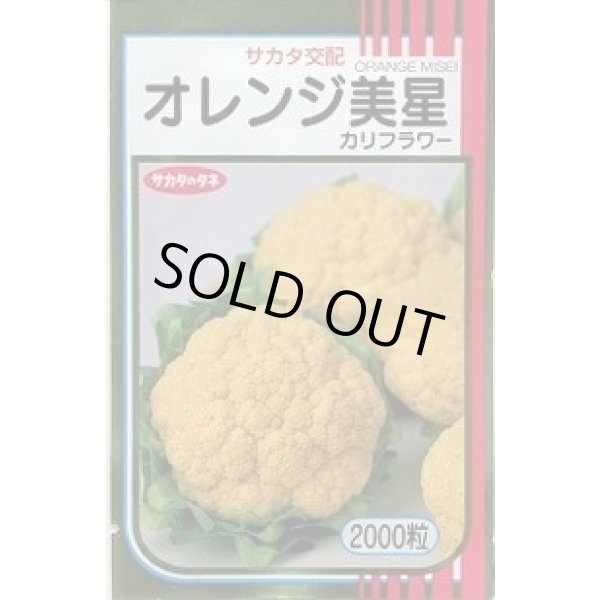 画像1: 送料無料 [カリフラワー] オレンジ美星 2000粒 (株)サカタのタネ (1)