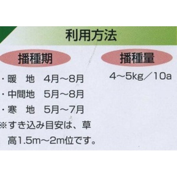 画像3: [緑肥]　ソルガム　ファインソルゴー　（イネ科）1ｋｇ　カネコ種苗(株） (3)