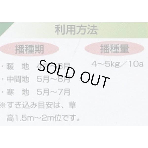 画像3: [緑肥]　ソルガム　ファインソルゴー　(イネ科)1kg　カネコ種苗(株) (3)