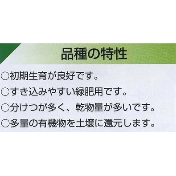 画像2: [緑肥]　ソルガム　ファインソルゴー　（イネ科）1ｋｇ　カネコ種苗(株） (2)