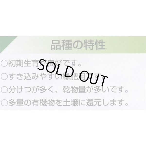 画像2: [緑肥]　ソルガム　ファインソルゴー　(イネ科)1kg　カネコ種苗(株) (2)