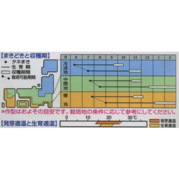 画像2: 送料無料　[人参]　本紅金時　1dl　タキイ種苗 (2)