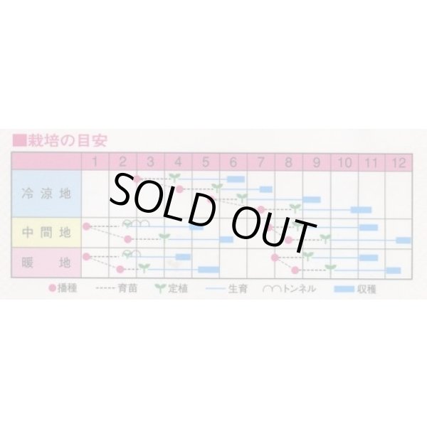 画像2: 送料無料　[ブロッコリー]　ノースベル　60粒　渡辺農事（株） (2)