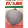 画像1: [かぼちゃ]　送料無料！　白い九重栗　1000粒　カネコ交配 (1)