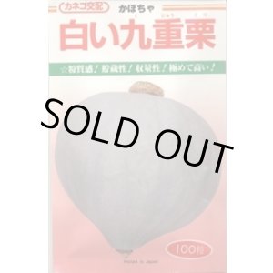 画像: 送料無料　[かぼちゃ]　白い九重栗　50粒　カネコ種苗（株）