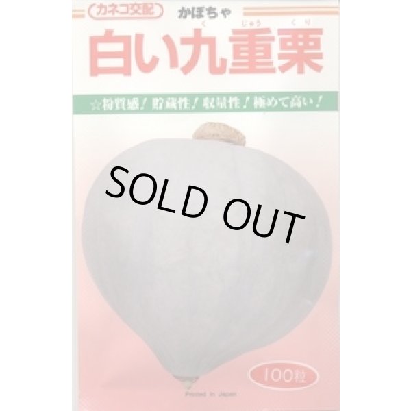 画像1: 送料無料　[かぼちゃ]　白い九重栗　50粒　カネコ種苗（株） (1)