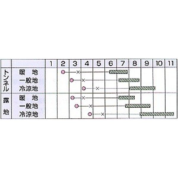 画像3: 送料無料　[かぼちゃ]　白い九重栗　100粒　カネコ種苗（株） (3)