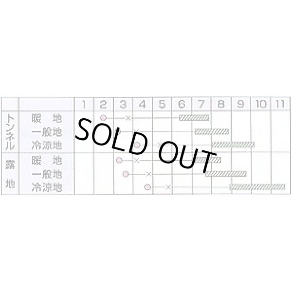 画像3: 送料無料　[かぼちゃ]　白い九重栗　50粒　カネコ種苗（株） (3)