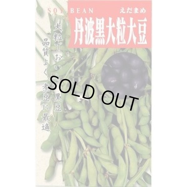 画像1: 送料無料　[枝豆]　丹波黒大粒大豆　50ml　(株)タカヤマシード (1)