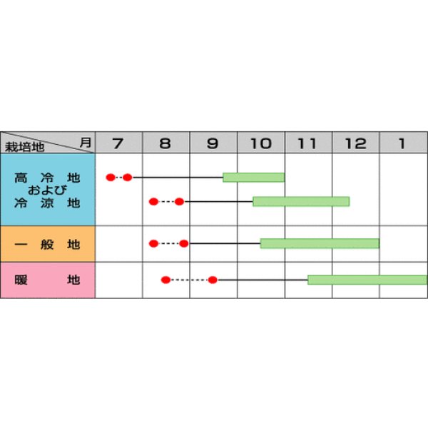画像2: 送料無料　[白菜]　富風　20ml　（株）サカタのタネ (2)