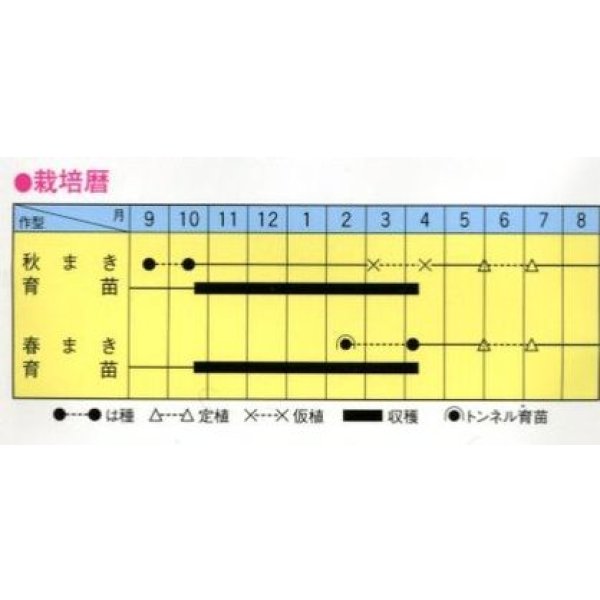 画像2: 送料無料　[ねぎ]　赤ひげ　10ml　トキタ種苗(株) (2)