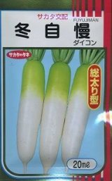 画像: 送料無料　大根　冬自慢　20ml　(株)サカタのタネ