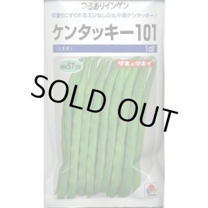 画像: 送料無料 [いんげん] ケンタッキー101 1dl タキイ種苗