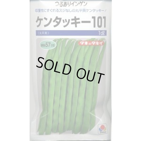 画像1: 送料無料 [いんげん] ケンタッキー101 1dl タキイ種苗 (1)