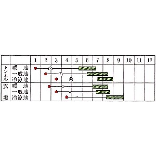 画像2: [かぼちゃ]　九重栗　100粒　カネコ交配　 (2)