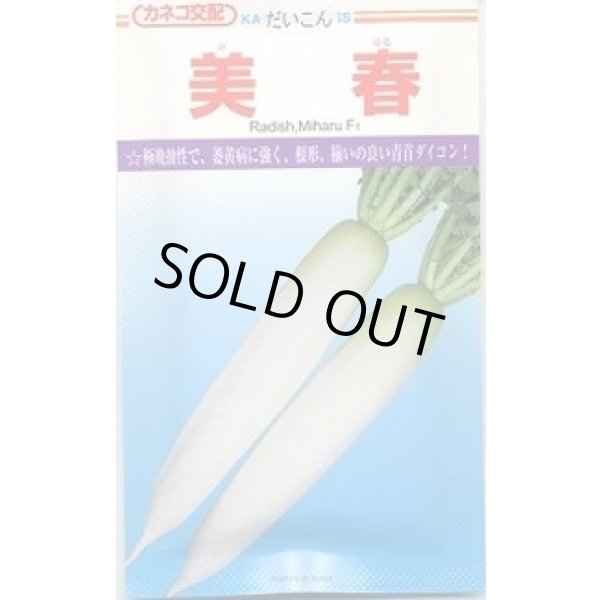 画像1: 送料無料　[大根]　美春　2dl　カネコ種苗（株） (1)