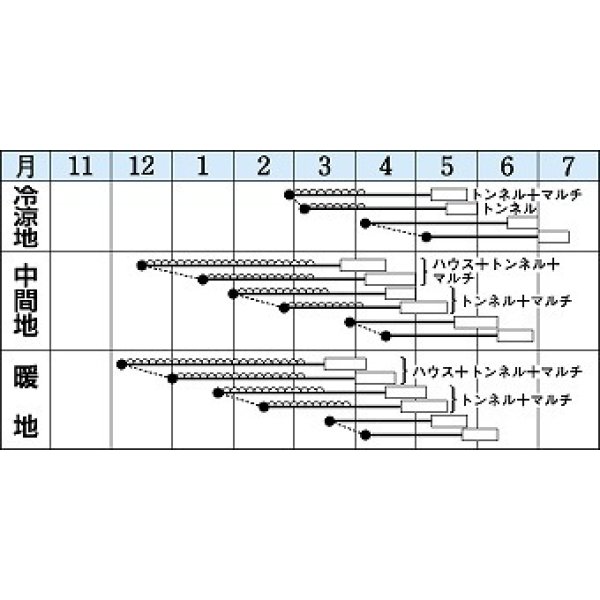 画像3: 送料無料　[大根]　おしん　3.5ml　タキイ種苗(株)　RF (3)