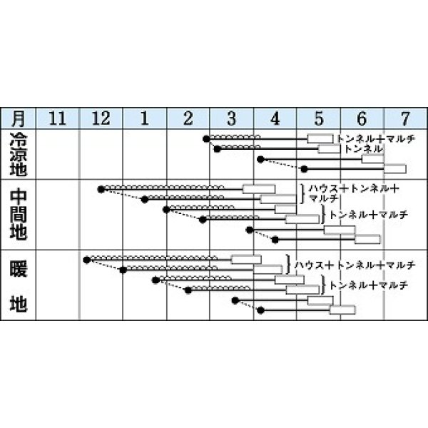 画像3: [大根]　おしん　3.5ml　タキイ種苗（株）　RF　 (3)