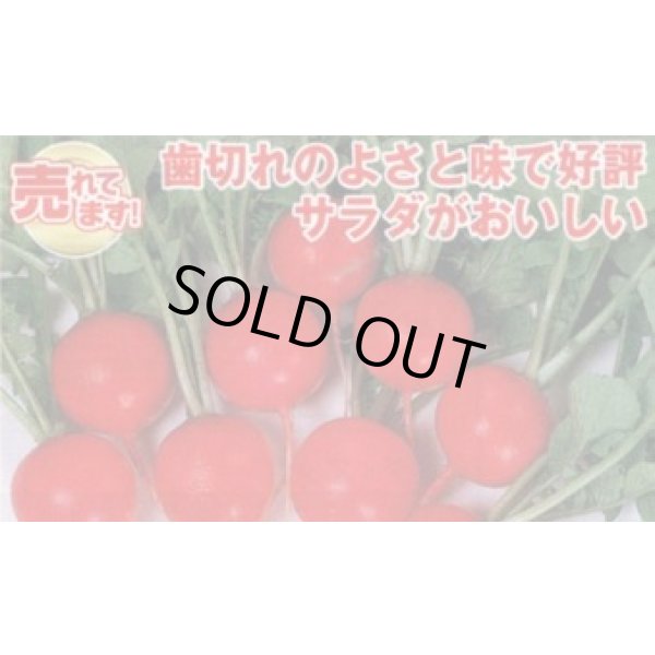 画像2: 送料無料　[大根]　はつかだいこん　レッドチャイム　約350粒　(株)サカタのタネ　実咲350（003093） (2)