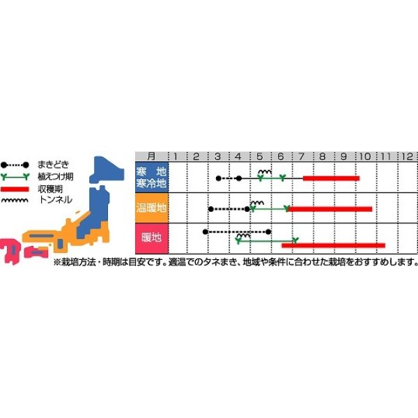 画像2: [トマト/大玉トマト]　送料無料！　サンロード　20ml　 (2)