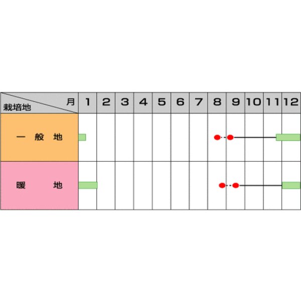 画像2: 送料無料　[ブロッコリー]　沢ゆたか（約100粒）　(株)サカタのタネ　実咲450（104969） (2)