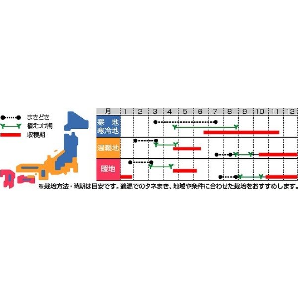 画像2: [ブロッコリー]　スティックセニョール　10ｍｌ　サカタ交配 (2)