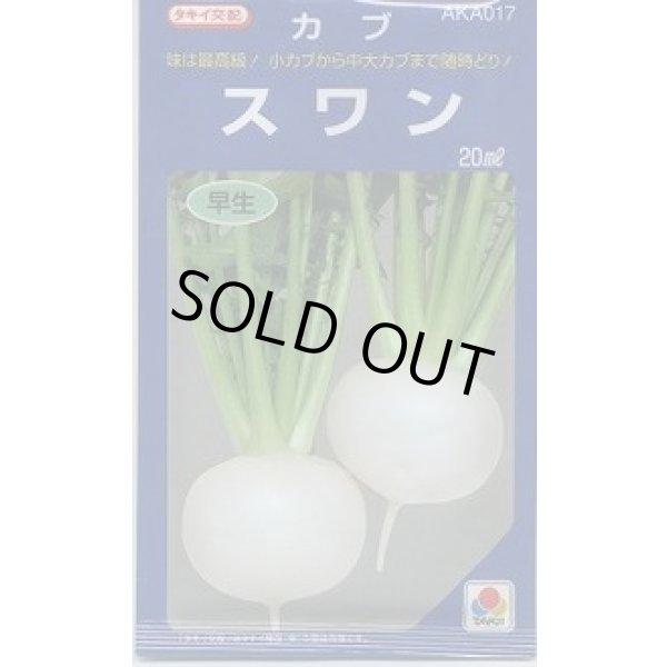 画像1: 送料無料　[かぶ]　スワン　20ml　タキイ種苗(株) (1)