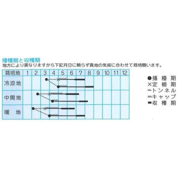 画像2: [メロン]　タイガーメロン　1.5ｍｌ　（株）タカヤマシード (2)