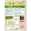 画像4: 送料無料　[キャベツ]　冬藍　　(株)サカタのタネ　実咲450（002918） (4)