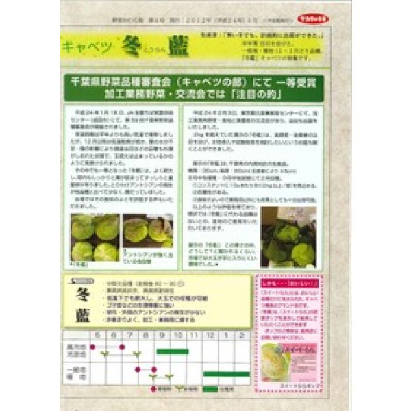 画像5: 送料無料 [キャベツ] 送料無料 冬藍 ペレット種子 5000粒 （株）サカタのタネ (5)